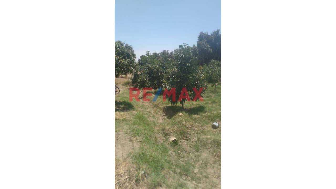 Venta De Terreno De 2530 M2 Con Plantaciones De Paltos